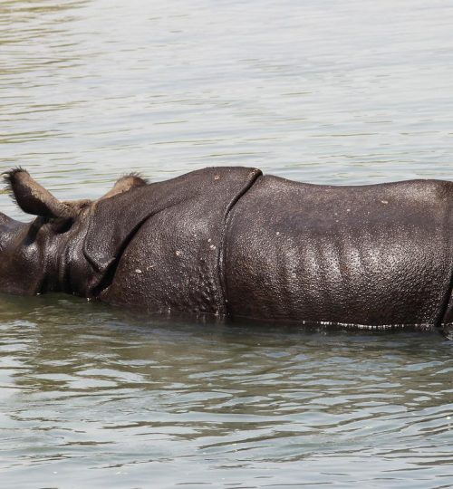 nepal, chitwan national park, indian rhinoceros-4814134.jpg