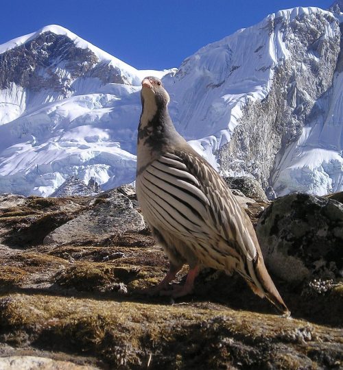 nepal, himalaya, bird-412.jpg