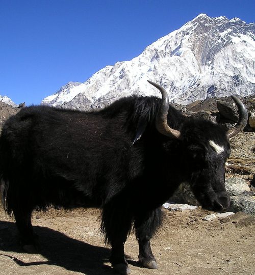 nepal, yak, tibetan-419.jpg